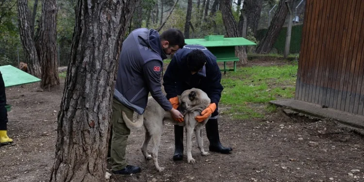 Osmangazi’de başıboş köpekler mercek altında