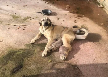 Hasta köpek tedavi için İstanbul’a gönderildi