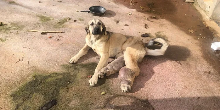 Hasta köpek tedavi için İstanbul’a gönderildi