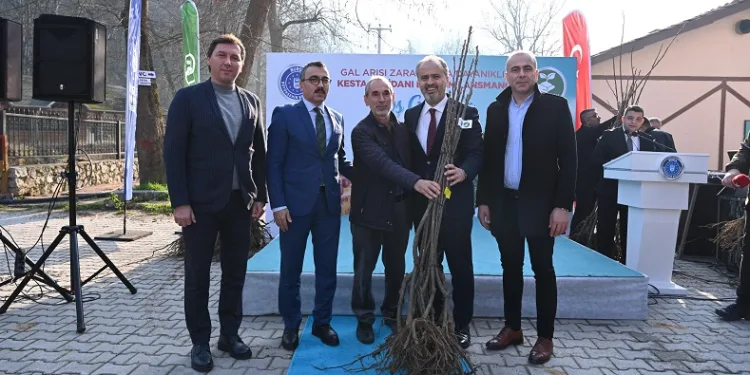 Bursa Büyükşehir’den kestane üretimine destek