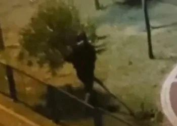 İstanbul’da bir şahıs parktaki ağacı yerinden söktü