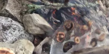 Mantar ziyafeti patlamayla son buldu