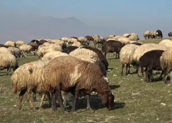 Sıcak hava çiftçilerin yüzünü güldürüyor