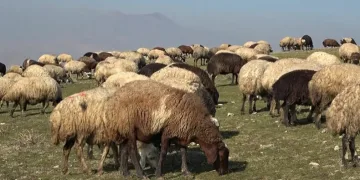 Sıcak hava çiftçilerin yüzünü güldürüyor
