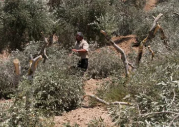 Yahudi yerleşimciler, Filistinlilere ait zeytin ağaçlarını kesti