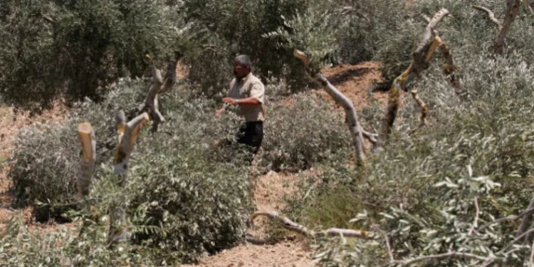 Yahudi yerleşimciler, Filistinlilere ait zeytin ağaçlarını kesti