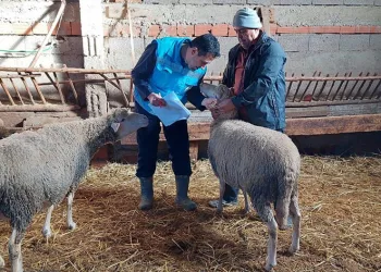 Koyun, keçi sayımı ve buzağı küpeleme çalışmaları