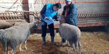 Koyun, keçi sayımı ve buzağı küpeleme çalışmaları