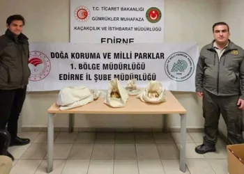 Türkiye’ye 33 tehlikeli piton soktu