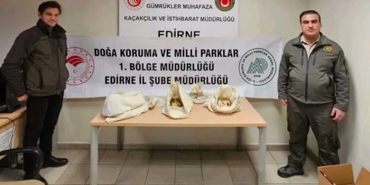 Türkiye’ye 33 tehlikeli piton soktu