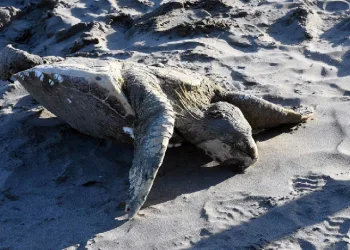 Caretta caretta ölü halde bulundu