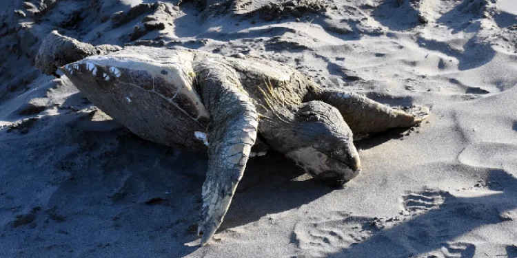 Caretta caretta ölü halde bulundu