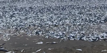 Japonya’da balıklar kıyıya vurdu
