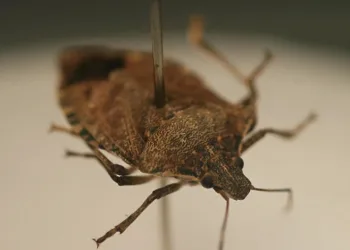Kahverengi kokarca kabusu