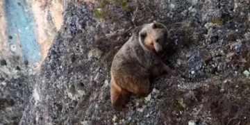 Uyuyamayan ayı kayalıklara tırmandı