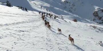 Yaban keçilerinden kartpostallıık görüntü
