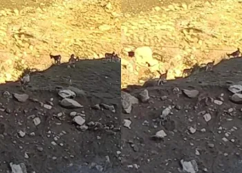 Sürü halinde dağ keçisi görüntülendi