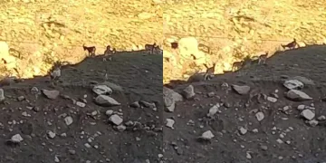 Sürü halinde dağ keçisi görüntülendi