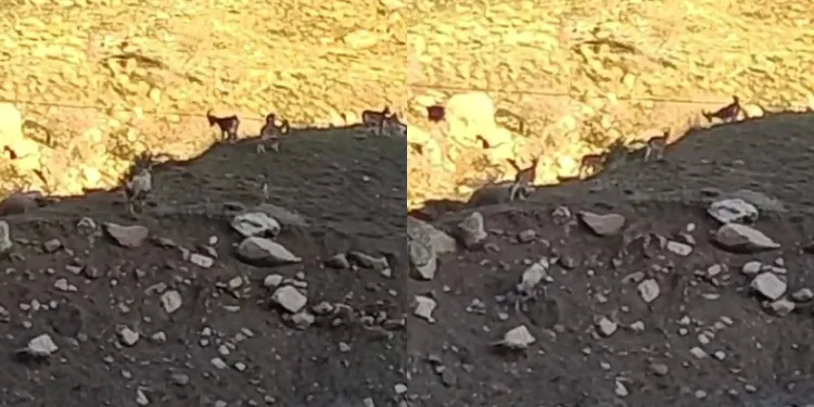 Sürü halinde dağ keçisi görüntülendi