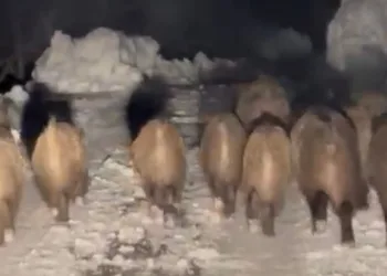 Domuz sürüsü kameraya yansıdı