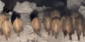 Domuz sürüsü kameraya yansıdı
