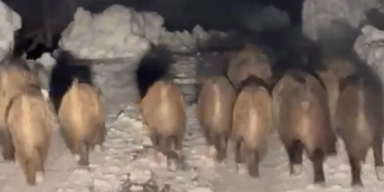 Domuz sürüsü kameraya yansıdı
