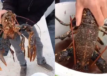 3 kiloluk ıstakoz oltaya takıldı