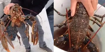 3 kiloluk ıstakoz oltaya takıldı