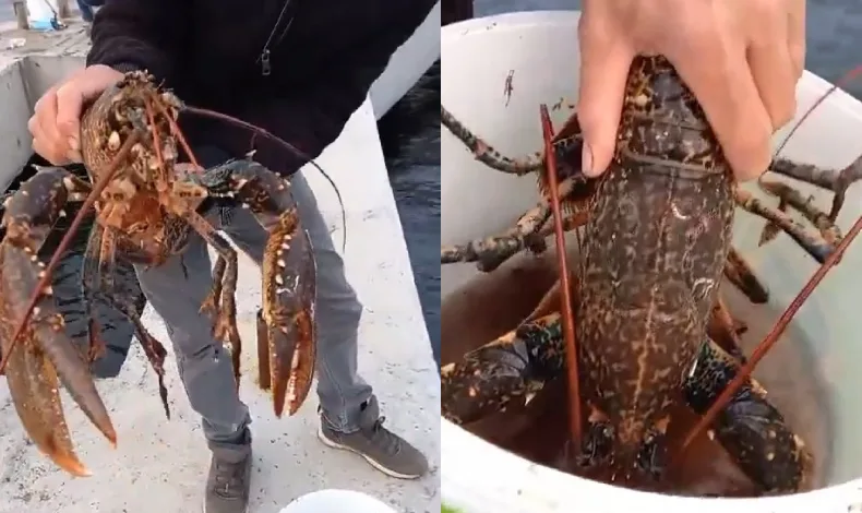 3 kiloluk ıstakoz oltaya takıldı