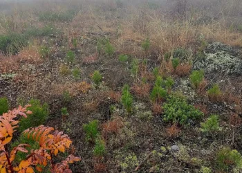 Sinop’ta ormanlar gençleşiyor