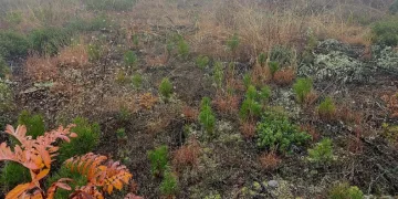 Sinop’ta ormanlar gençleşiyor