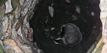Kuyuya düşen porsuğu ekipler kurtardı