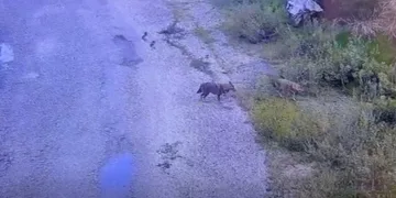 Aç kalan kurtlar yola indi