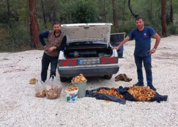 Bir günde 100 kg mantar topladılar
