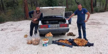 Bir günde 100 kg mantar topladılar