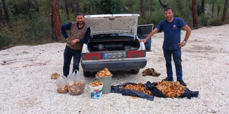 Bir günde 100 kg mantar topladılar