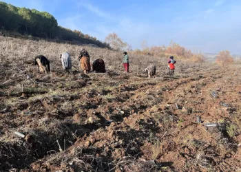 Balıkesir’e yeni bal ormanı