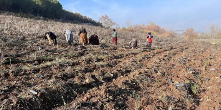 Balıkesir’e yeni bal ormanı