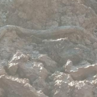 Elazığ’da kazıda, 3 metrelik yılan çıktı