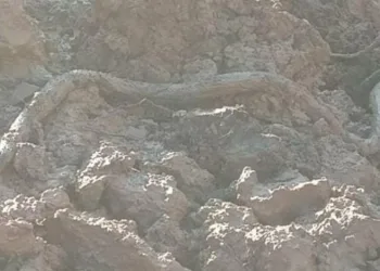 Elazığ’da kazıda, 3 metrelik yılan çıktı