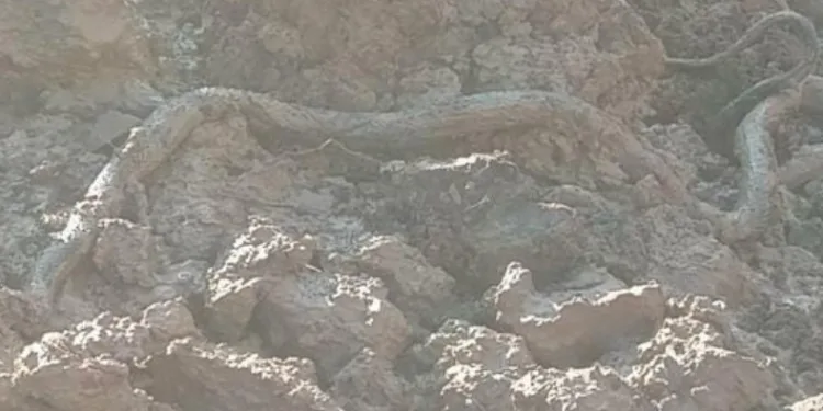 Elazığ’da kazıda, 3 metrelik yılan çıktı