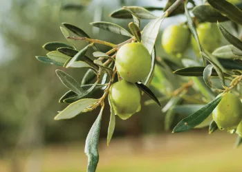 Zeytin değil, resmen altın