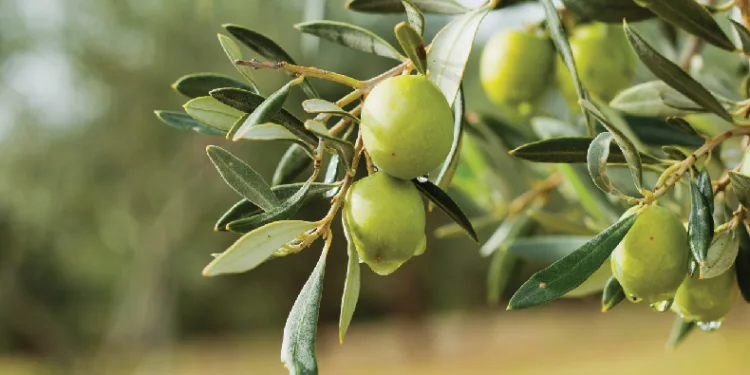 Zeytin değil, resmen altın