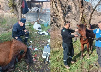 Kurtların saldırdığı at tedavi edildi