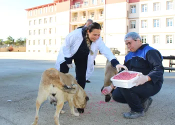 Yemek artıkları mamaya dönüşüyor