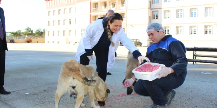 Yemek artıkları mamaya dönüşüyor