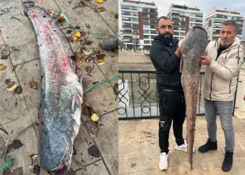 1,5 metrelik yayın balığı yakalandı