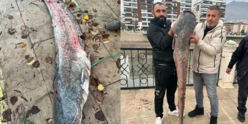 1,5 metrelik yayın balığı yakalandı
