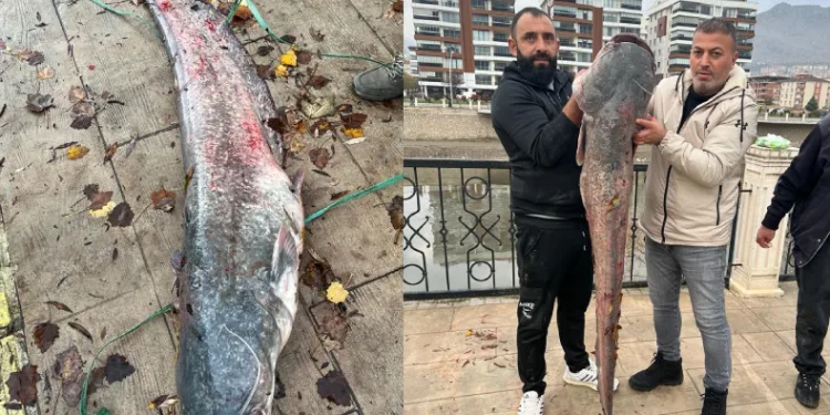 1,5 metrelik yayın balığı yakalandı