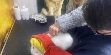 Evcil hayvanlar için aşı ve çip odası açıldı
